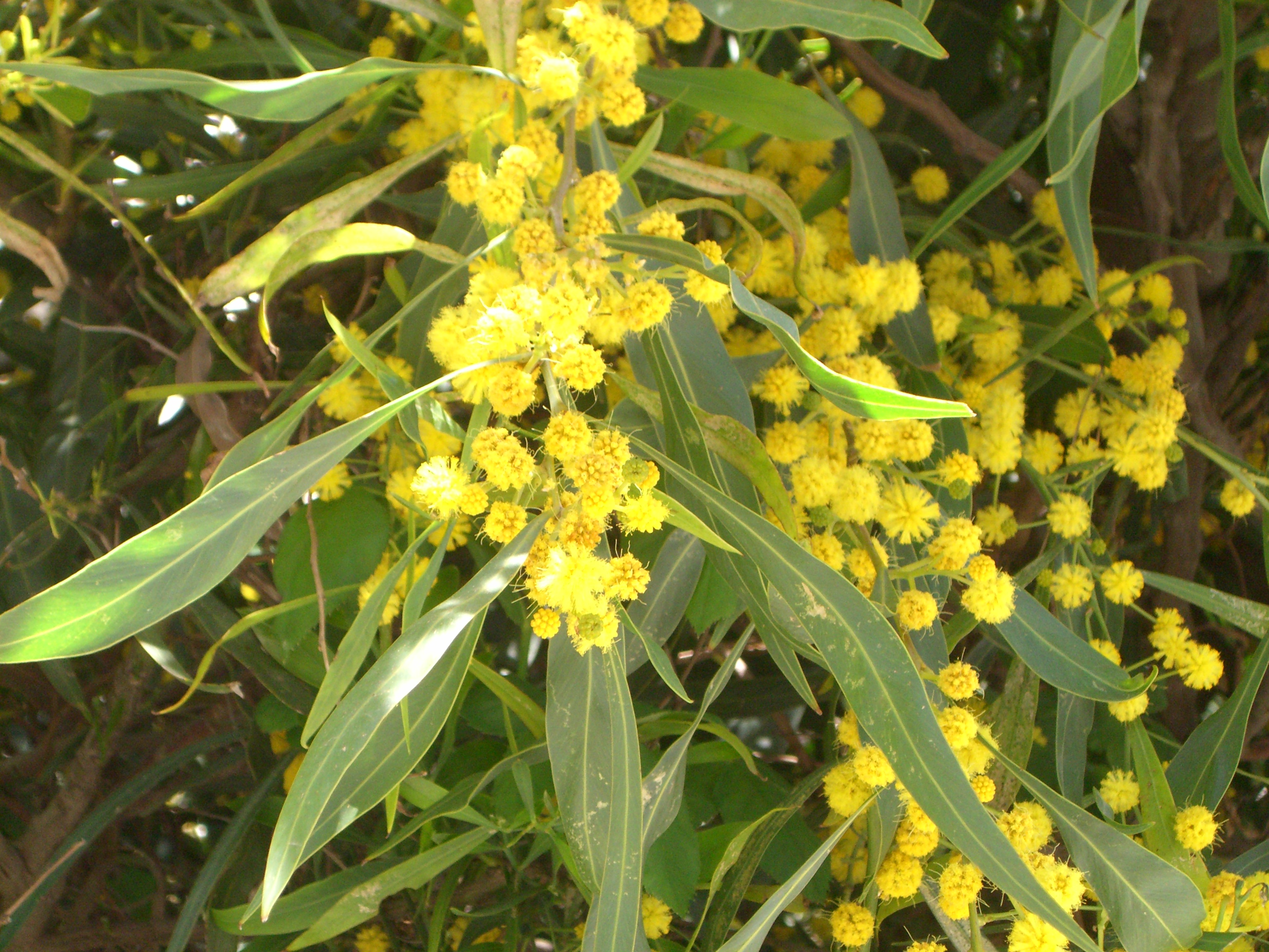 Golden Wattle Tree