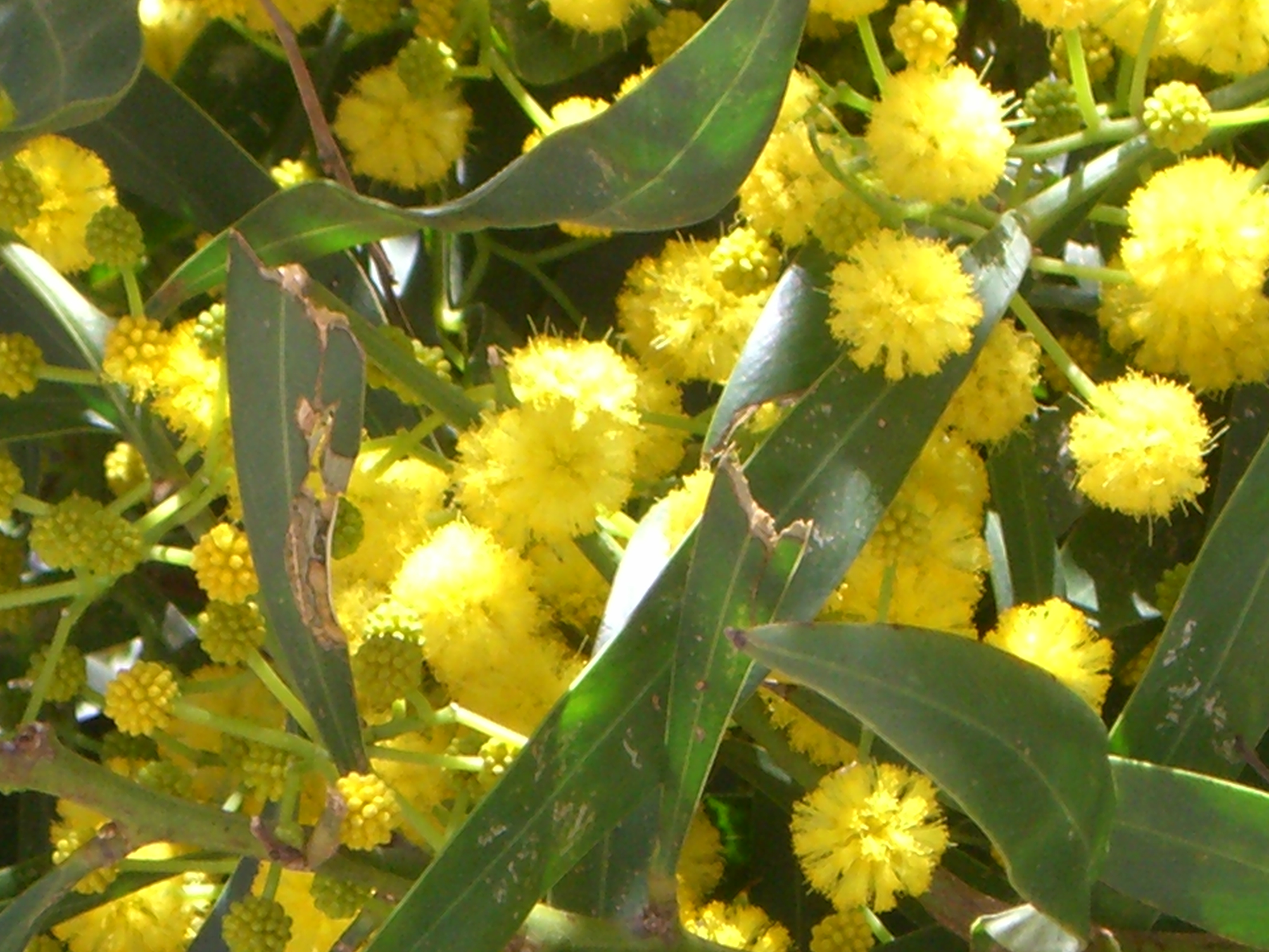 Golden Wattle Tree